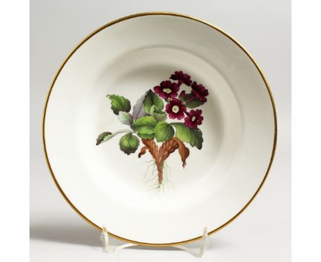 A 19TH CENTURY SPODE PLATE painted with a botanical specimen of a Mountain Primula, titled in red verson.