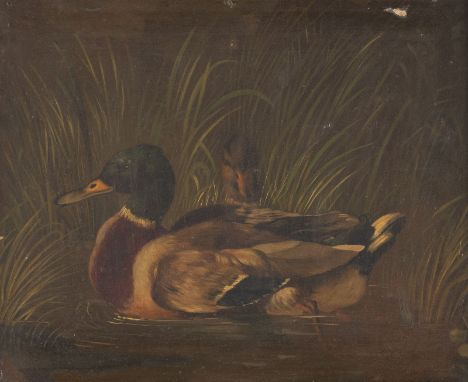 JULIUS SCHEUERER (ATTR.)1859 - 1913Zwei Enten Öl auf Leinwand. 50 x 62 cm (R. 64 x 74 cm). Schwer leserlich bezeichnet unten 