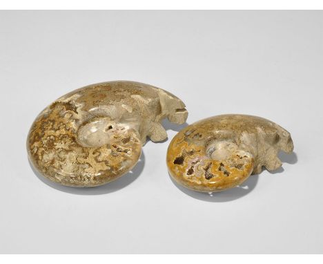 Geological Polished Fossil Ammonite Group Jurassic, 168-172 million years BP, Bacocian stage of the Jurassic era.. A group of