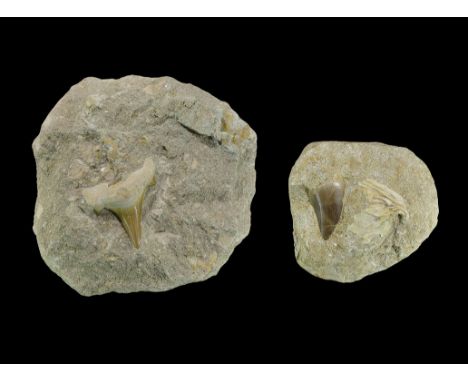 Geological Morocco Mosasaur and Shark Tooth Fossil Group Cretaceous and Eocene, 144-55 million BP. A mixed group comprising: 