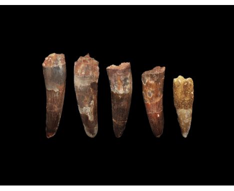 Geological Fossil Spinosaurus Dinosaur Tooth Group Cretaceous, 112-125 million years BP. A group of five teeth from the gigan