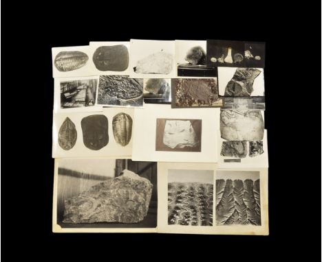 Geological J. R. Gregory & Co. Historic Fossil Photograph Collection Early-mid 20th century AD. Fourteen historic black and w