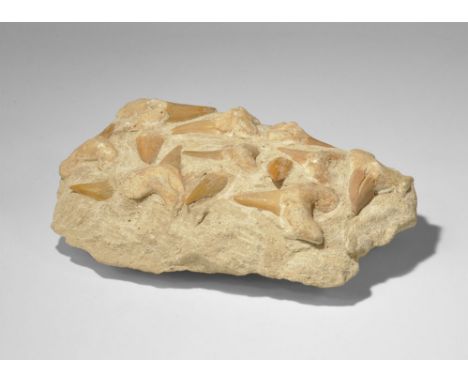 Geological Fossil Otodus Shark Tooth Montage Eocene, 30-40 million years BP. A group of twelve shark's teeth of the species O