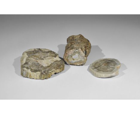 Geological Polished Fossil Tree Specimen Collection Three examples of fossil wood (petrified wood): two sawn and polished ful