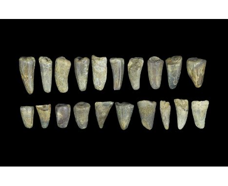 Geological Fossil Mosasaur Dinosaur Tooth Collection Cretaceous Period, 180 million years BP. A group of twenty dinosaur teet