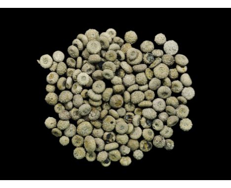 Geological Sea Urchin Fossil Collection Cretaceous Period, 130-60 million years BP. A group of 150 Orthopsis sp. fossil sea u