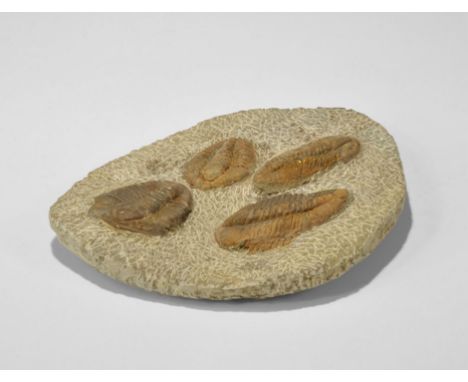 Geological Fossil Trilobite Block Ordovician, 440-485 million years BP. A mortality display piece featuring four trilobites o