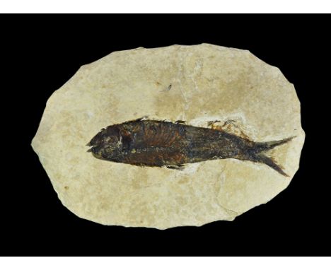 Geological Wyoming Diplomystus Fish Fossil Eocene, 56 million BP. A fine specimen of a complete fossil fish, family Diplomyst