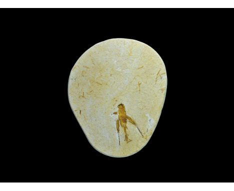 Geological Brazilian Tettigoniidae Cricket Fossil Upper Aptian, Cretaceous Period, 108-92 million BP. A female specimen of a 