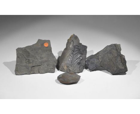 Geological Fossil Specimen Collection Carboniferous Period, 300 million years BC. A group of four fossil specimens: two examp