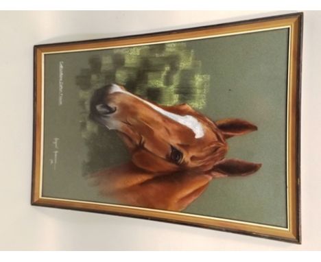 MARGARET ANDERSON "Catherstone Cotton Flower" portrait study of a chestnut horse, Pastel, signed and dated 1976, 52.5 x 34cm,