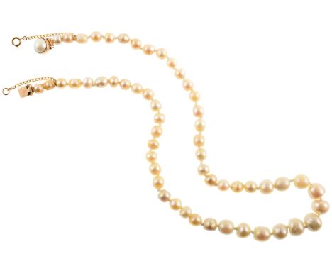 Single row of fresh water pearls with gold clasp , the off-round and button shaped pearls graduating between approx. 9mm and 