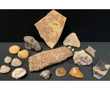 Fossils and geological interest - a Lepidodendron ‘Stigmaria’ fossilised branch / root, 22cm x 9cm;  Knightia ‘Shoal’ river-b