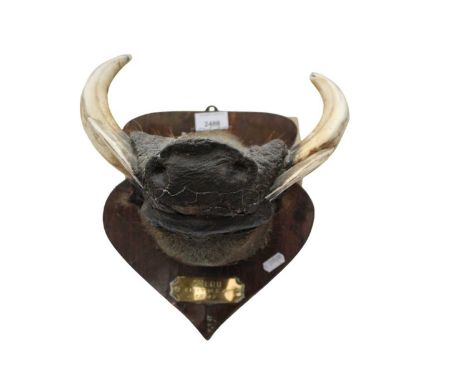 Four mid-20th century African hunting trophies