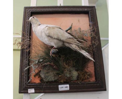 A taxidermy example of a ring neck dove