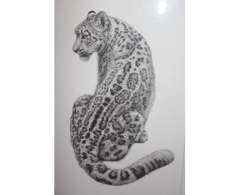 Kevin Hayler, group of three signed Limited Edition prints of big cats, housed in a single frame 