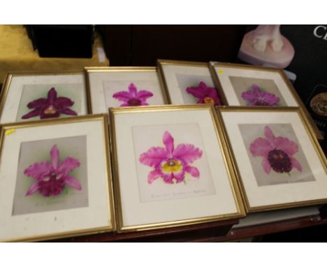 SEVEN FRAMED AND GLAZED BOTANICAL ORIGINAL PAINTINGS - WATERCOLOURS / STUDIES 