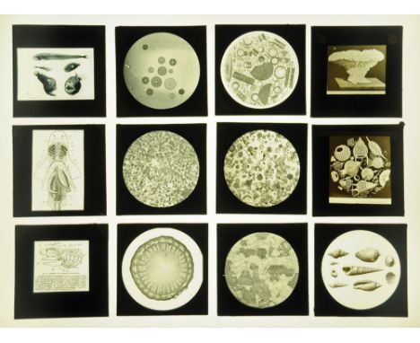 A part set of fifteen late 19th/early 20th century magic lantern slides relating to dogfish, including dogfish brain, a part 