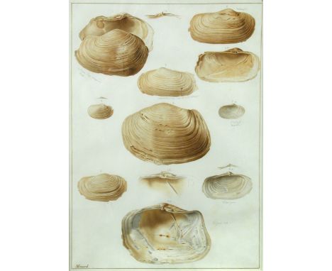 François Jean-Baptiste Ménard de La Groye (French, 1775-1855) Panopea, studies of oystershells, the first featuring the epony