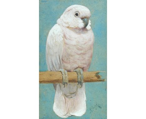 Henry Stacy Marks, RA, RWS, HRCA (British, 1829-1898) Study of a Moluccan or Salmon-crested Cockatoo (Cacatua moluccensis) wh