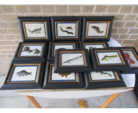 A set of twelve Chinese rice paper paintings of exotic fish, each within blue silk band, gilt slip and black cushion frames, 