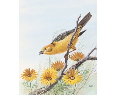 Don Balke (North Carolina, B. 1933) "Golden-backed Weaver" Signed lower right. Original Watercolor on Illustration Board. Pro