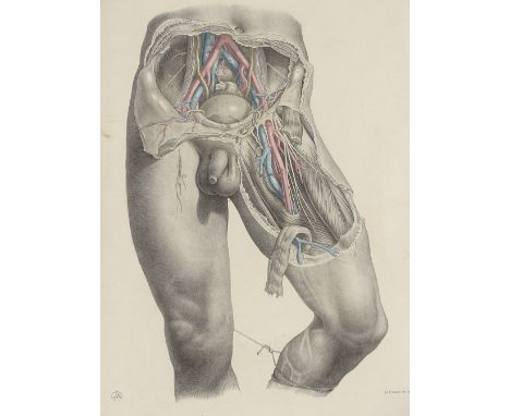 A 19th century colour lithograph anatomical study, 18.5" x 13", mounted 