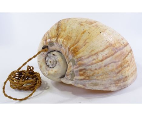 A large exotic seashell converted to a wall light fitting, overall height 37cm 