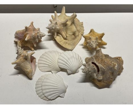 A selection of assorted sea shells, shipping unavailable