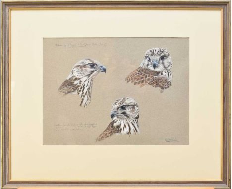 Alastair Proud SWLA (b.1954) Saker Falcon Studies, signed bottom right and annotated, watercolour and pencil, measurements 31