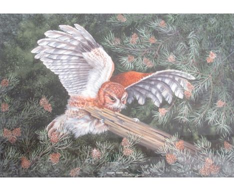 CHRISTOPHER SCALES (XX): A framed and glazed watercolour, "American Screech Owl". Signed and dated 1985 bottom middle. 51.5cm
