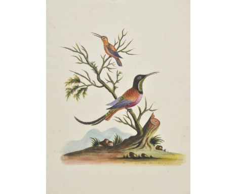 *Edwards (George, school of). American Nightingale & Green Sparrow or Green Humming Bird [and] The Red and little Brown Hummi