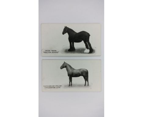TADDY, Famous Horses And Cattle, no. 31 Cholderton Luck &amp; no. 35 Pailton Soaris, near VG, 2