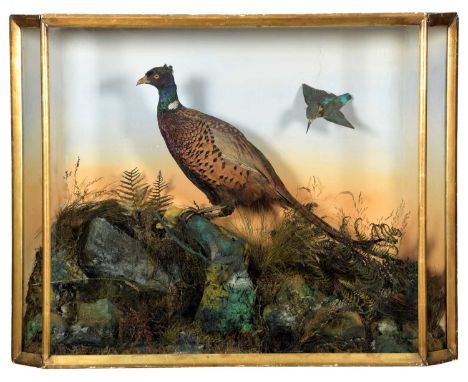 Taxidermy: A Cased Ring-Necked Pheasant &amp; European Kingfisher, circa 1880-1900, a full mount adult cock Pheasant perched 