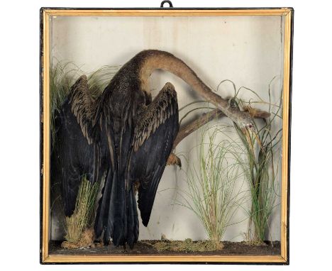 Taxidermy: A Late Victorian Cased Indian Snakebird or Oriental Darter (Anhinga melanogaster), circa 1880-1900, by William Dre