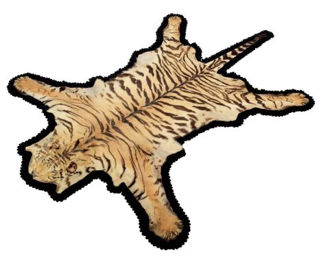 Skins/Hides: A Bengal Tiger Skin Rug (Panthera tigris tigris), dated 1935, by Van Ingen & Van Ingen, Taxidermists, Mysore, In