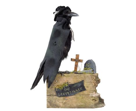 Taxidermy: An Anthropomorphic Grave Digger Carrion Crow (Corvus corone), modern, a full mount adult Crow dressed in full blac