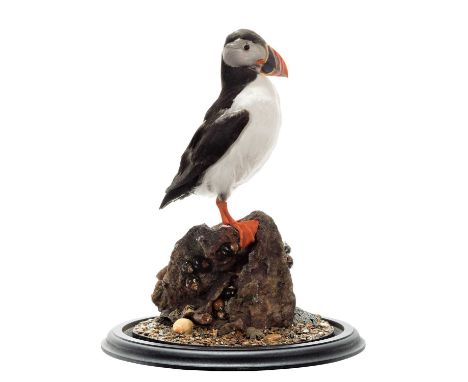 Taxidermy: Atlantic Puffin (Fratercula arctica), dated 2023, by Robert Ellis, Taxidermy, Middlesbrough, Cleveland, a high qua