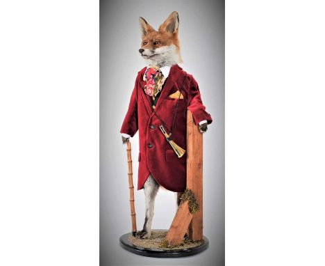 Taxidermy: An Anthropomorphic Huntsman Red Fox (Vulpes vulpes), dated 2023, by A.J. Armitstead, Taxidermist &amp; Naturalist,