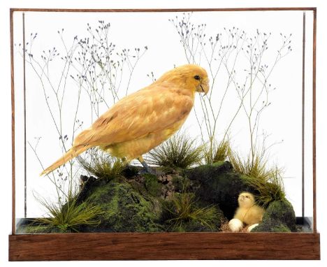 Taxidermy: A Cased Re-creation of a Yellow Kākāpō (Strigops habroptilus), modern, a superbly composed re-creation of a very r