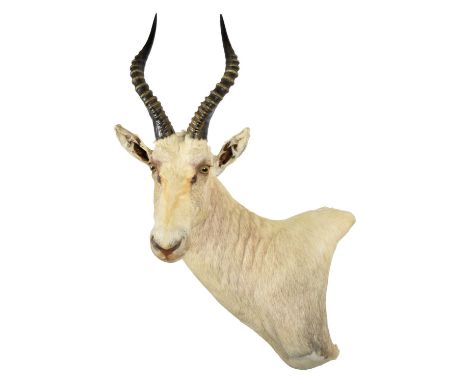Taxidermy: White Blesbok (Damaliscus pygargus phillipsi), modern, South Africa, a high quality unusual light coloured shoulde