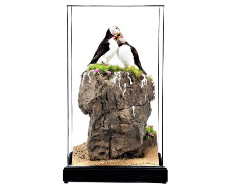 Taxidermy: A Cased Pair of Atlantic Puffins (Fratercula arctica), modern, by World Renowned Taxidermist Carl Church, Pickerin