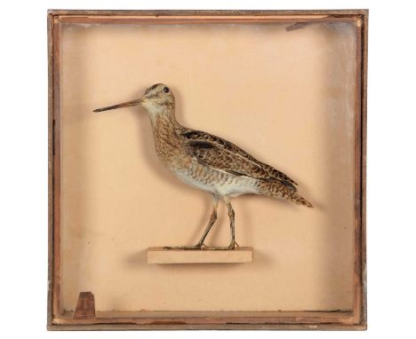 Taxidermy: A Late Victorian Cased Common Snipe (Gallinago gallinago), by Joseph Cullingford, Taxidermy, Durham, a full mount 