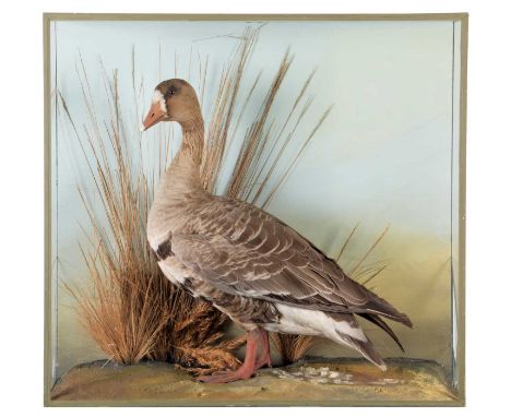 Taxidermy: A Cased White-Fronted Goose (Anser albifrons), circa late 20th century, by David Keningale, Taxidermy, Warwickshir