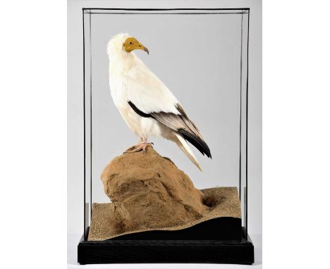 Taxidermy: A Cased Egyptian Vulture (Neophron percnopterus), dated 2023, by World Renowned Taxidermist Carl Church, Pickering