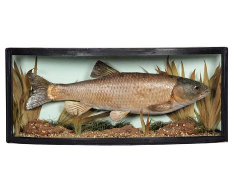 Taxidermy: A Cased Common Chub (Squalius cephalus), circa mid-late 20th century, a skin mount preserved within a naturalistic