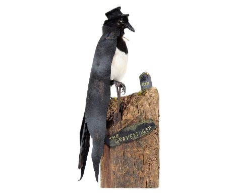 Taxidermy: An Anthropomorphic Grave Digger Magpie (Pica pica), modern, a full mount adult Magpie dressed in full black attire