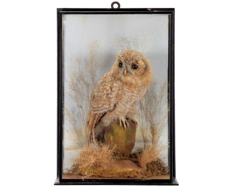 Taxidermy: A Late Victorian Cased Tawny Owl Chick (Strix aluco), by William Bazeley, Taxidermist, 27, 29, 31, Sheep Street, N