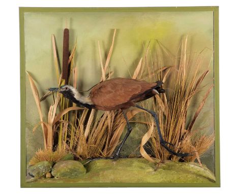 Taxidermy: A Cased Madagascar Jacana (Actophilornis albinucha), circa late 20th century, a high quality full mount adult in w