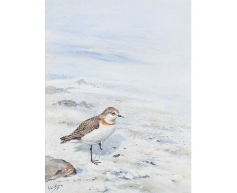 George Edward Lodge - White-fronted Sand Plover, watercolour with gouache, signed, 27.5cm x 21cm, within a stained wood frame